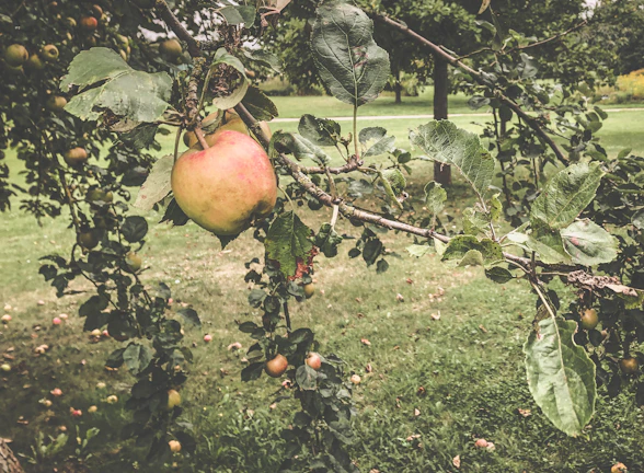 Close-up of a mature apple tree branch after careful Oeschberg pruning in early spring.