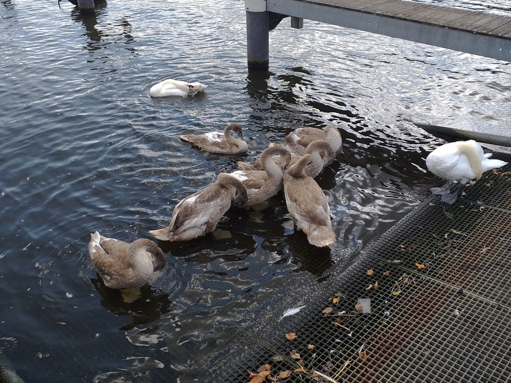 a group of ducks floating on top of a body of water