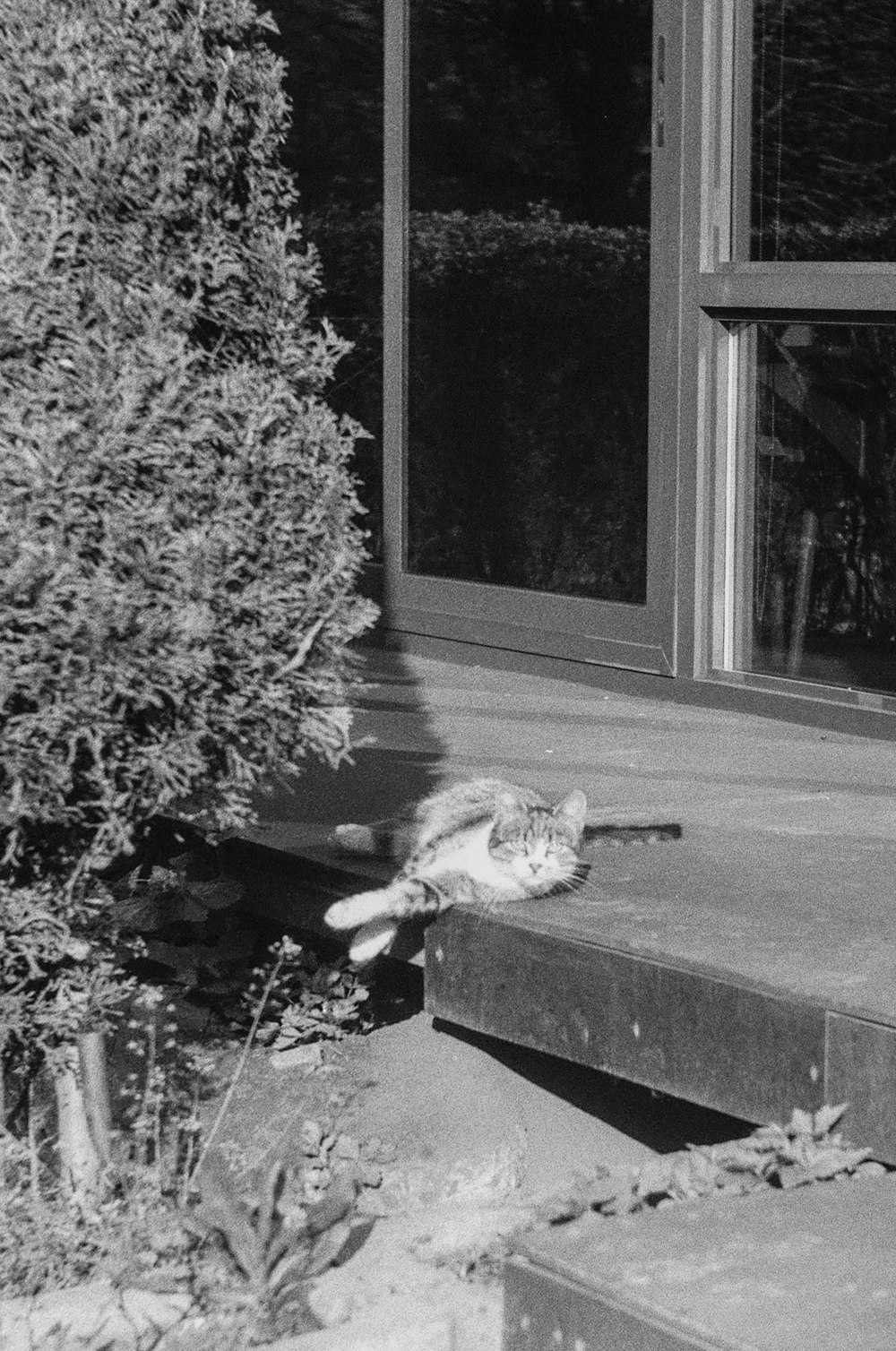 a black and white photo of a cat on a porch