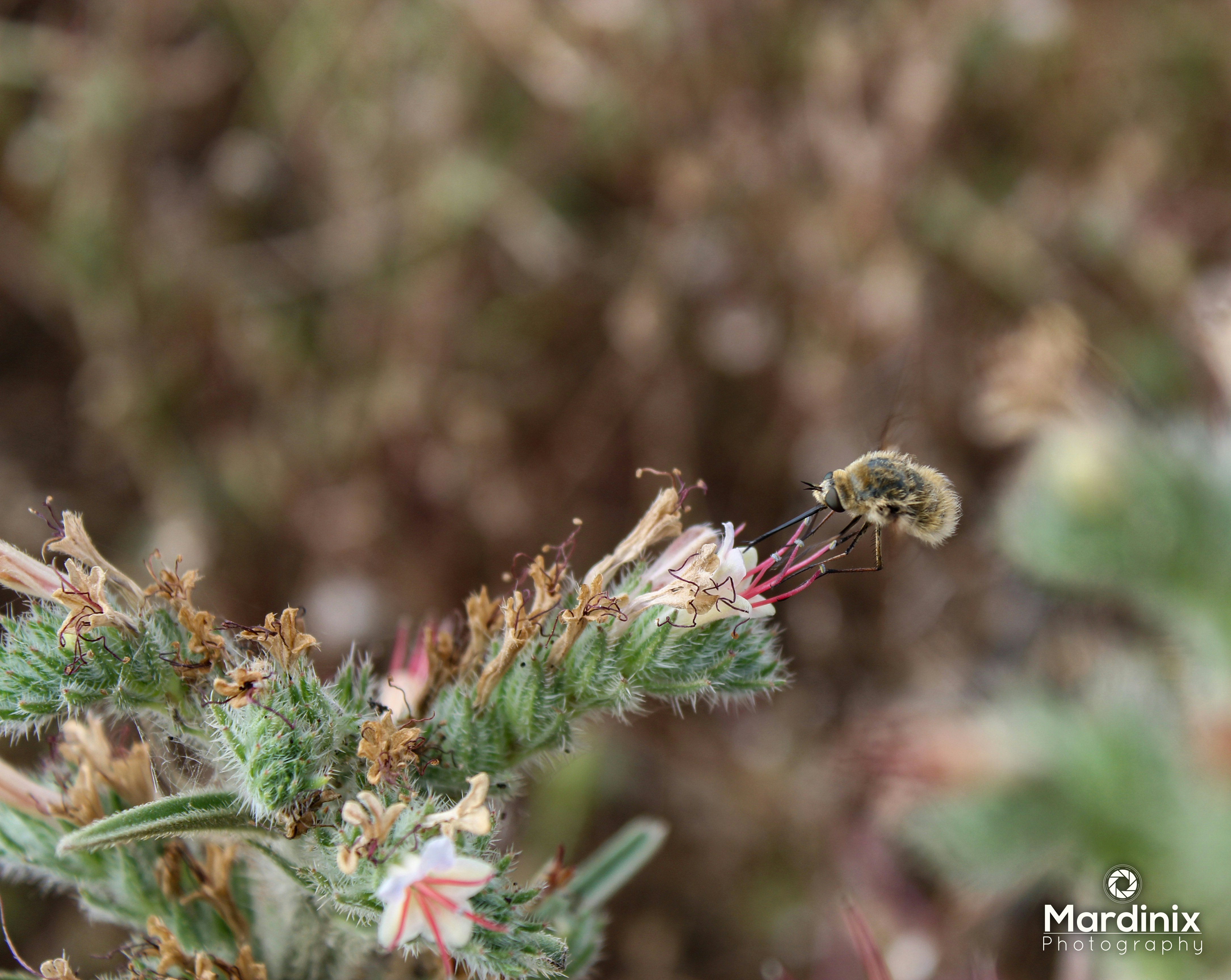 Un primer plano de una planta con una abeja en ella