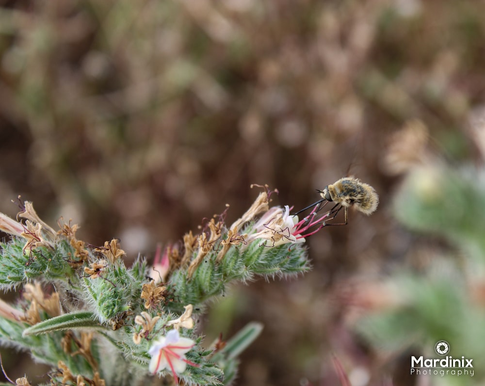 a close up of a plant with a bee on it