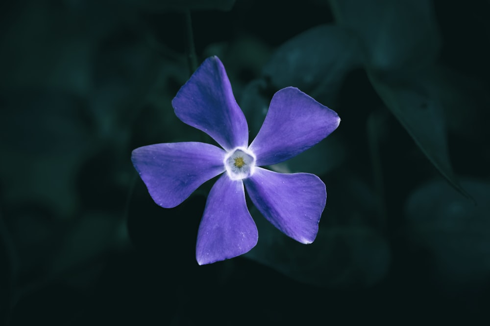eine lila Blume mit weißer Mitte auf dunklem Hintergrund