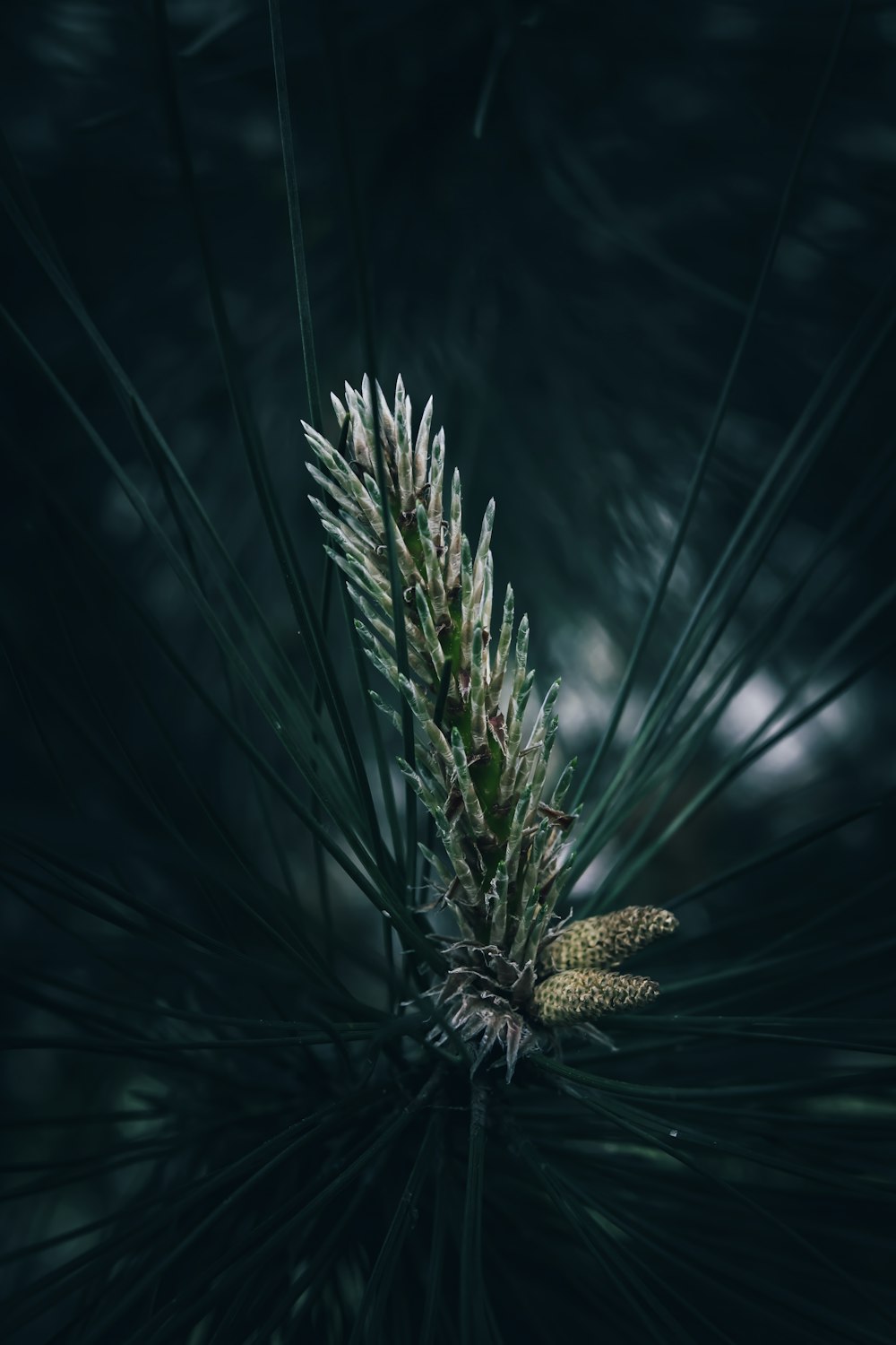 a close up of a pine tree branch