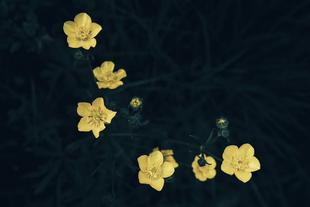 a group of yellow flowers sitting on top of a lush green field