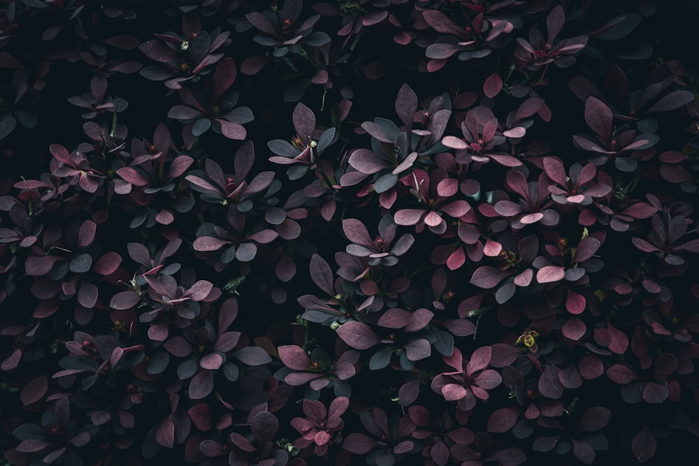 a bunch of purple leaves on a black background
