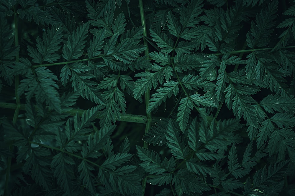 a close up of a green leafy plant