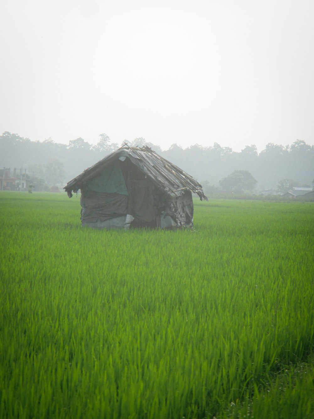 a hut in a field of green grass