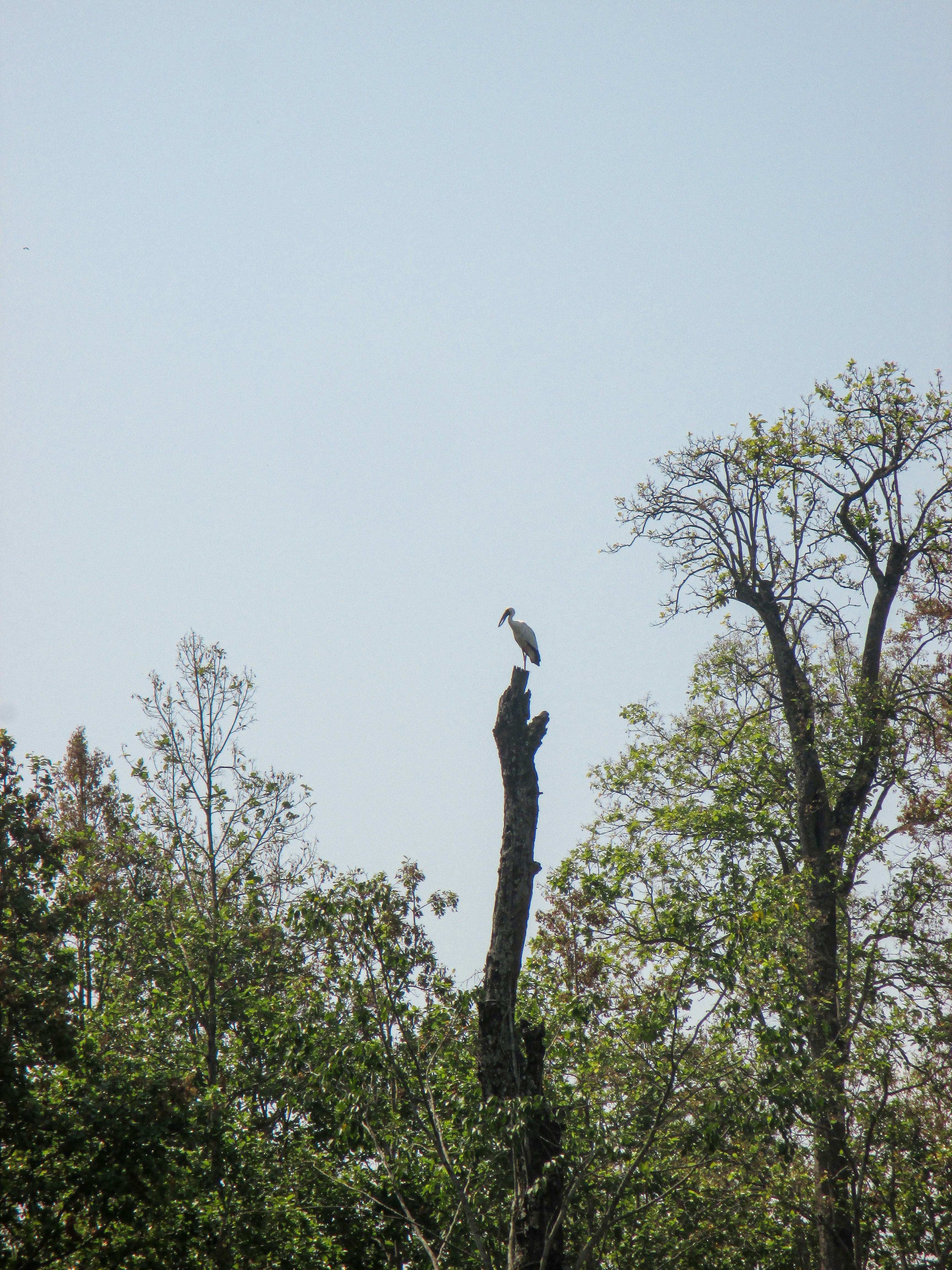 a bird sitting on top of a tree branch
