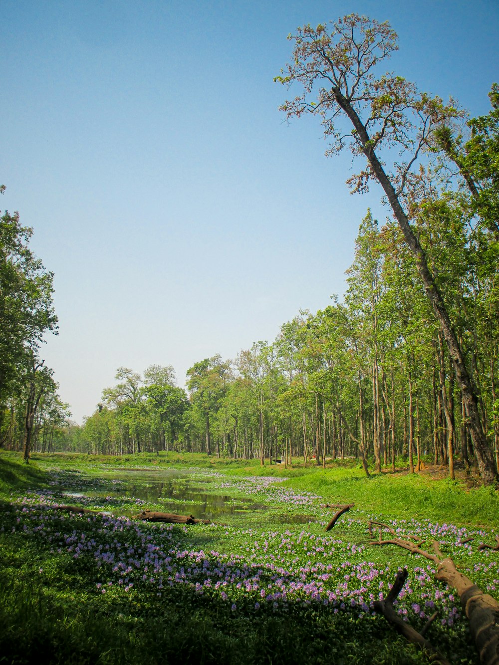 Ein üppig grüner Wald mit vielen lila Blumen