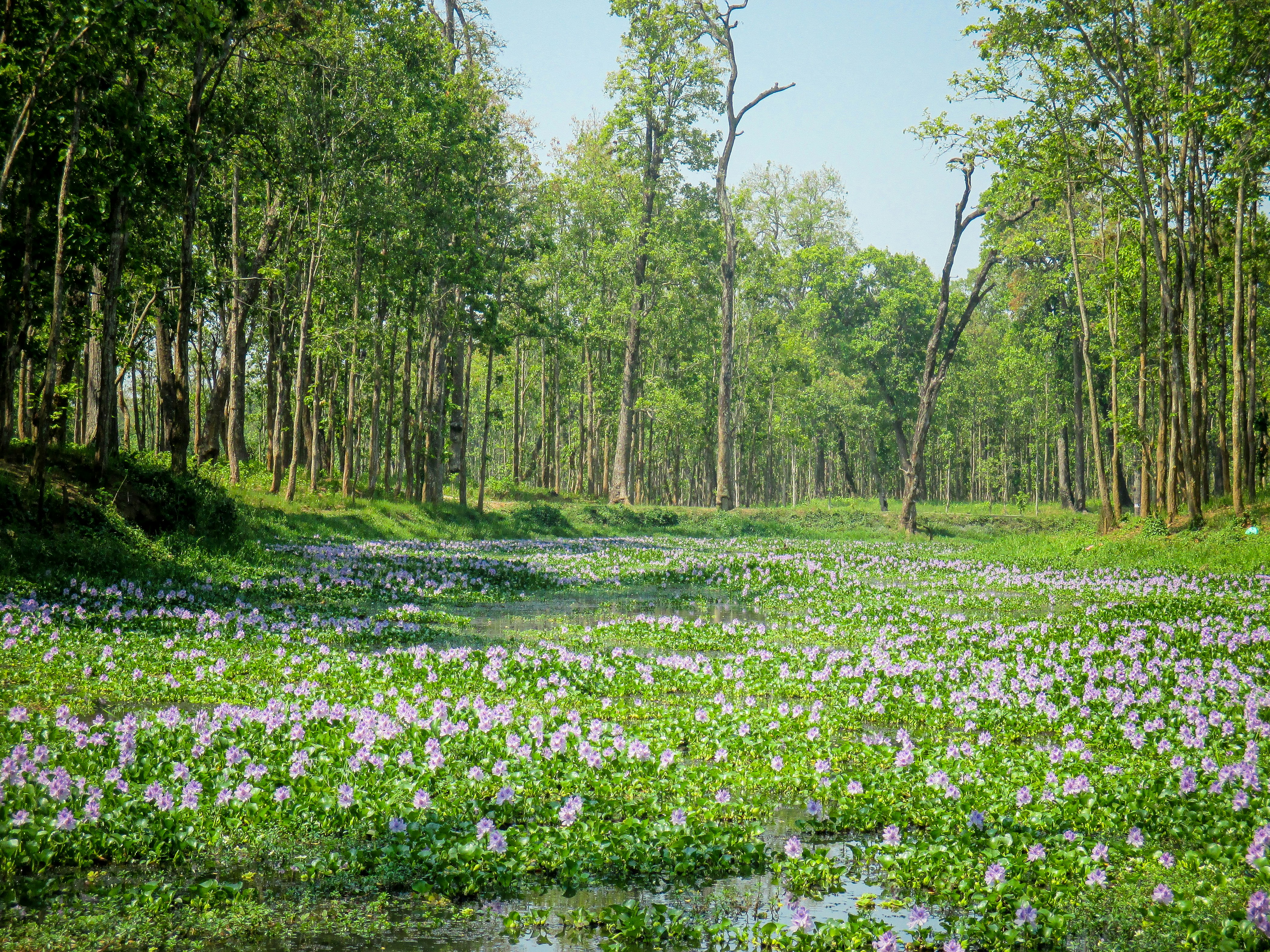 a field of purple flowers in the middle of a forest