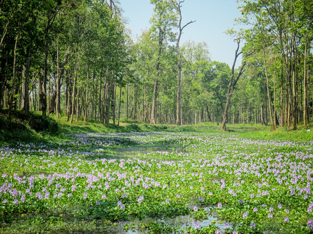a field of purple flowers in the middle of a forest