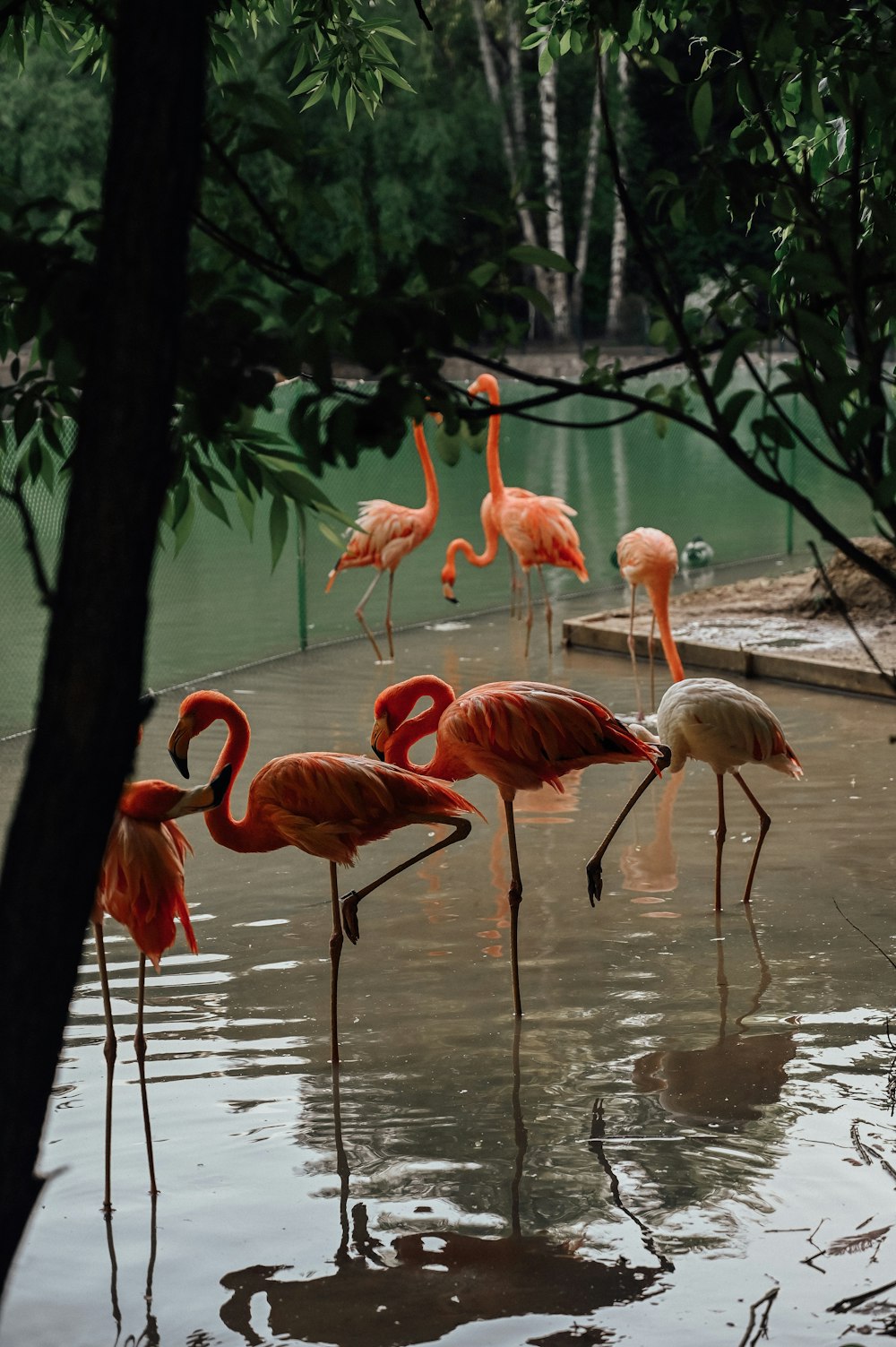 a group of flamingos are standing in the water