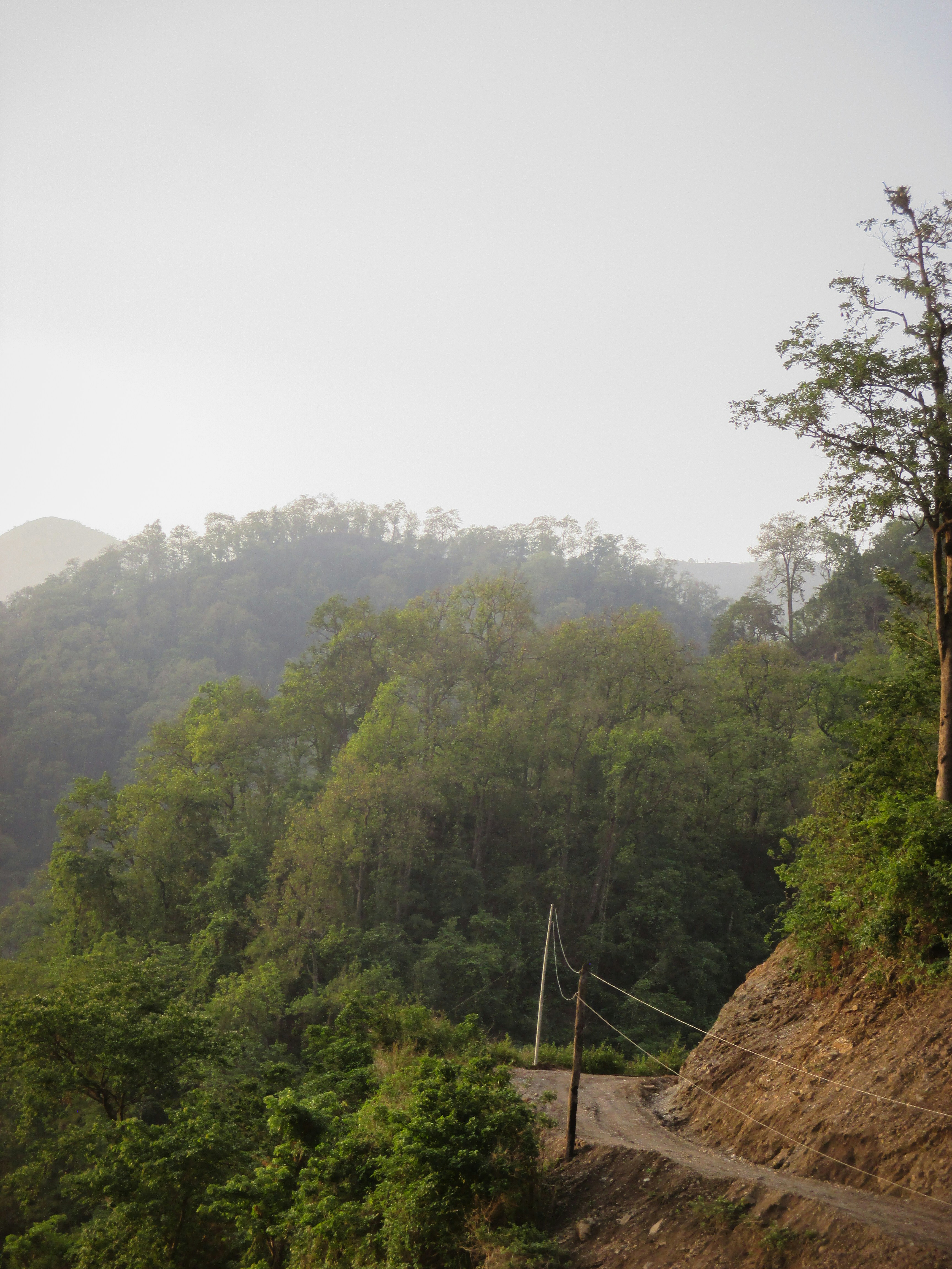 a dirt road in the middle of a forest