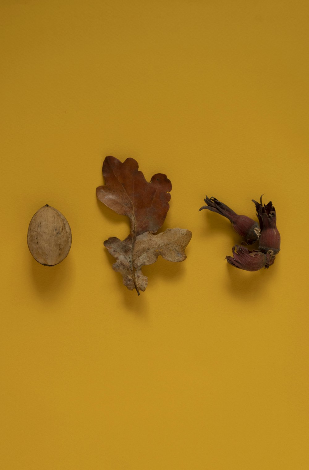 three different types of leaves and nuts on a yellow background