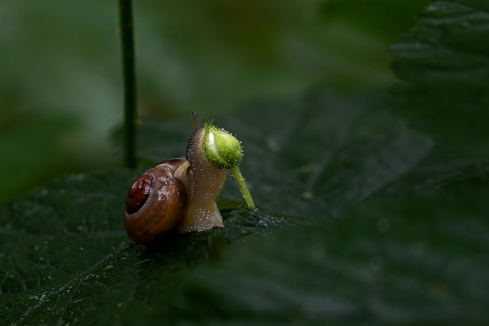 a close up of a snail on a leaf