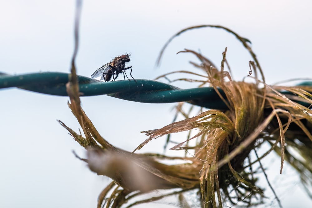 a couple of flies sitting on top of a barbed wire