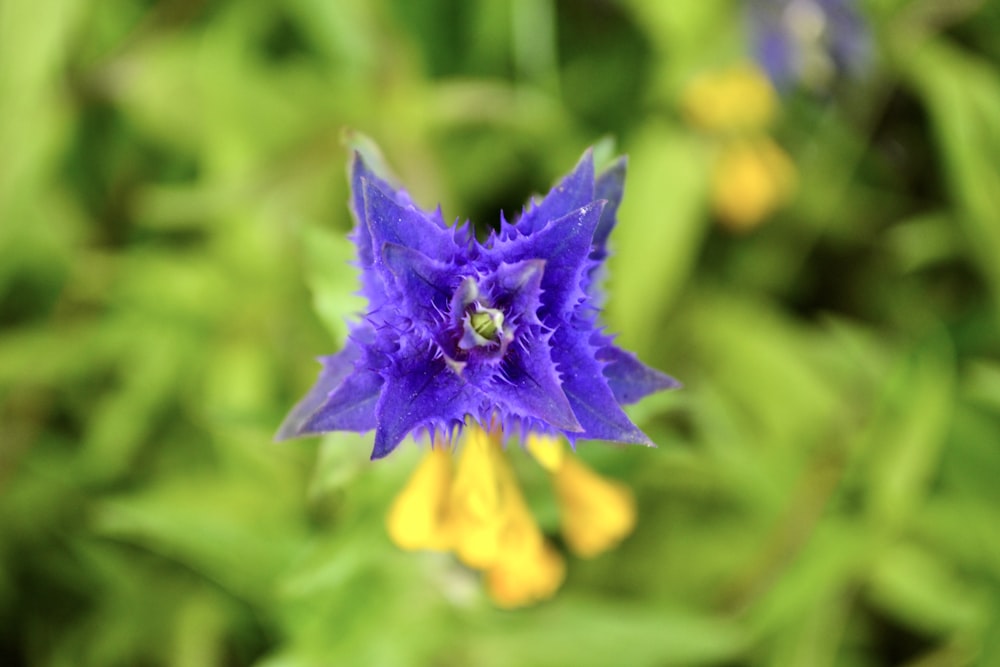 a purple flower with a bee inside of it