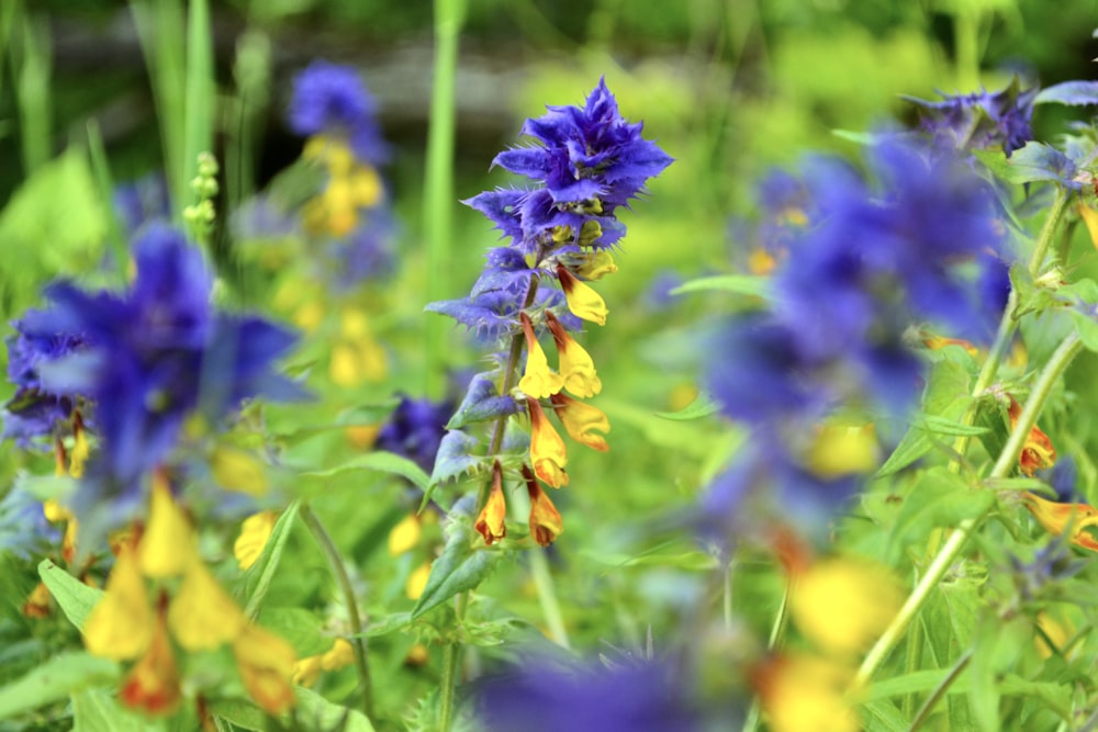 a bunch of blue and yellow flowers in a field