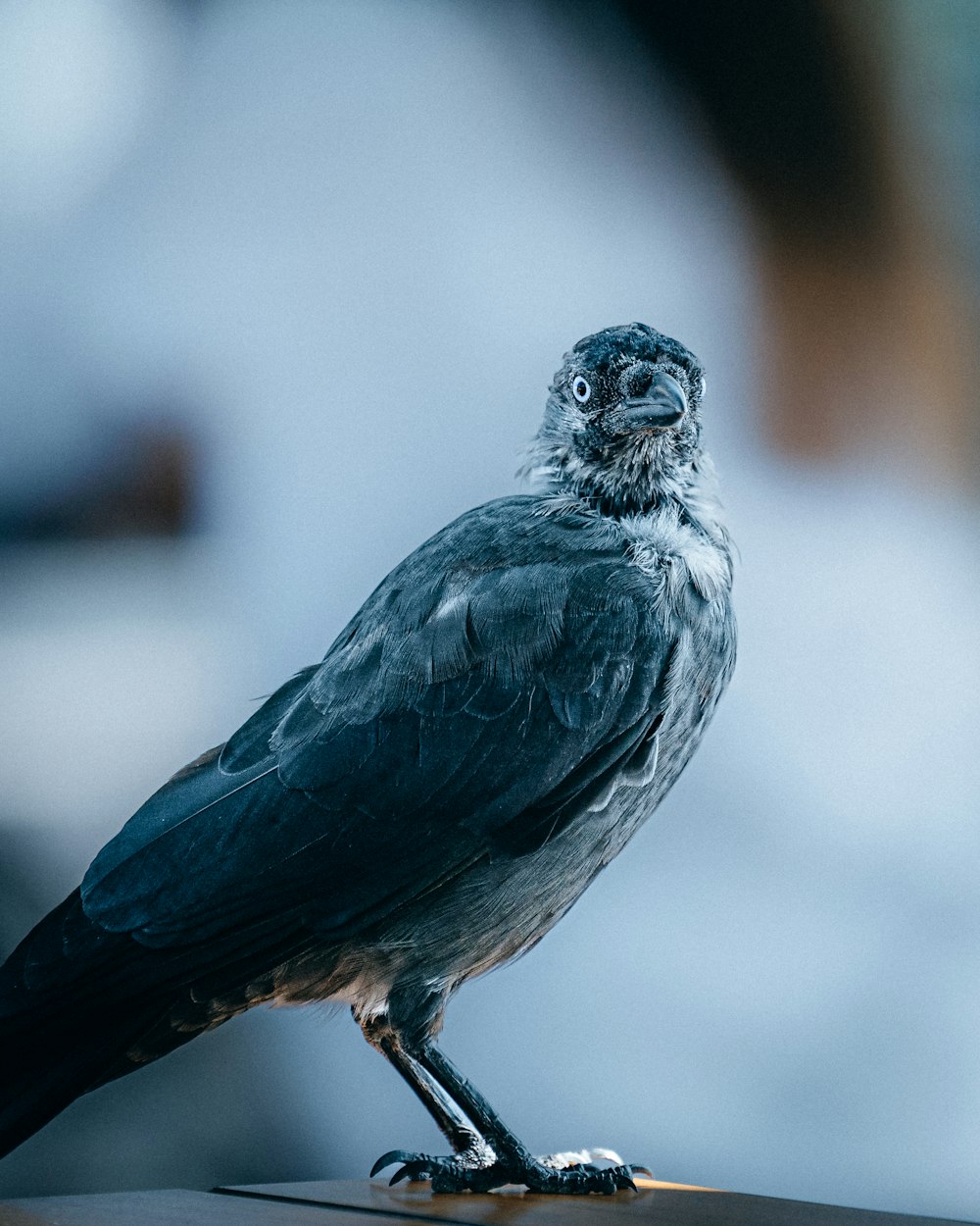 a close up of a bird on a table