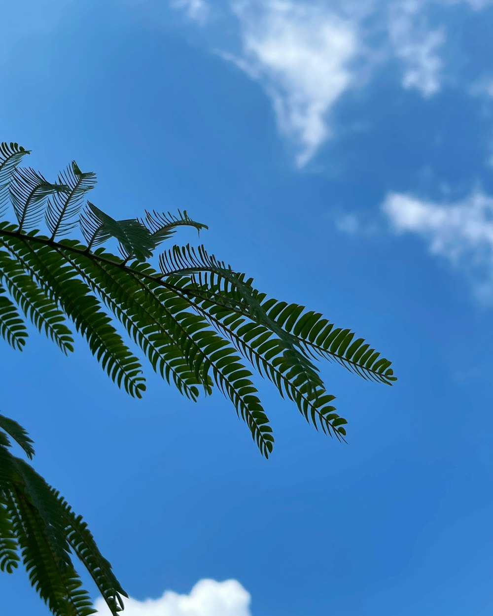 ein Ast mit Blättern vor einem blauen Himmel