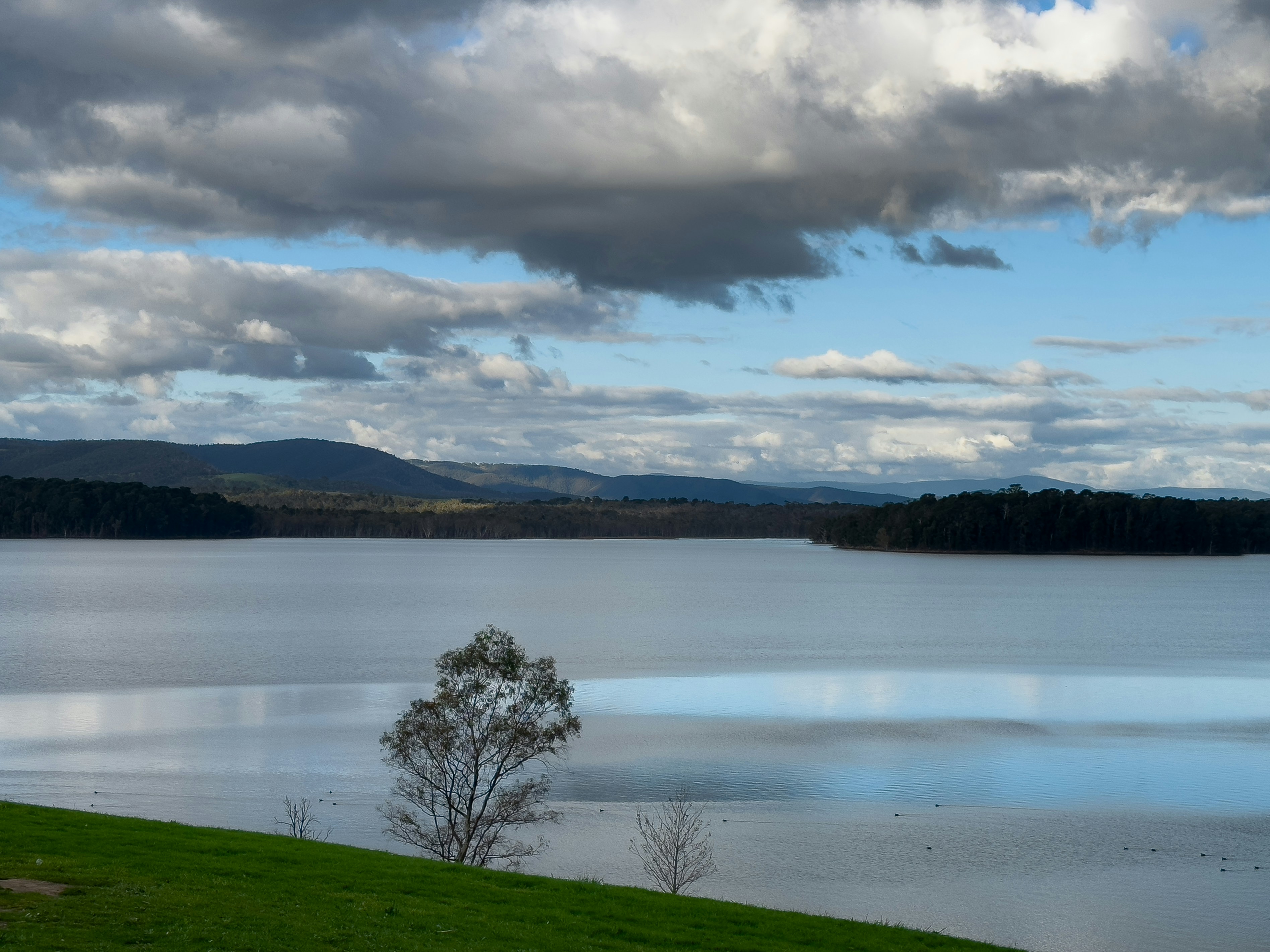 a lone tree sitting on the side of a lake