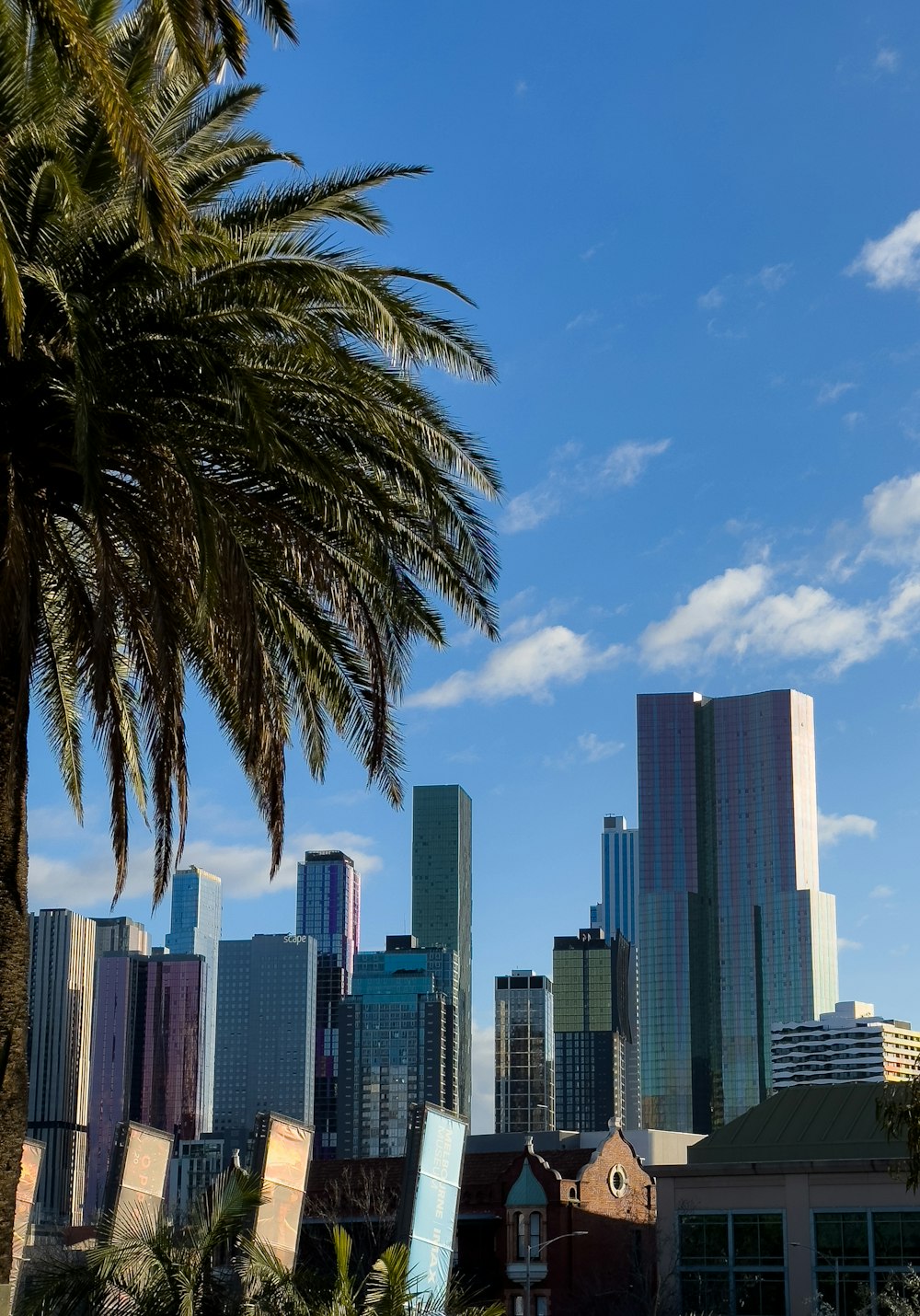 a palm tree in front of a city skyline