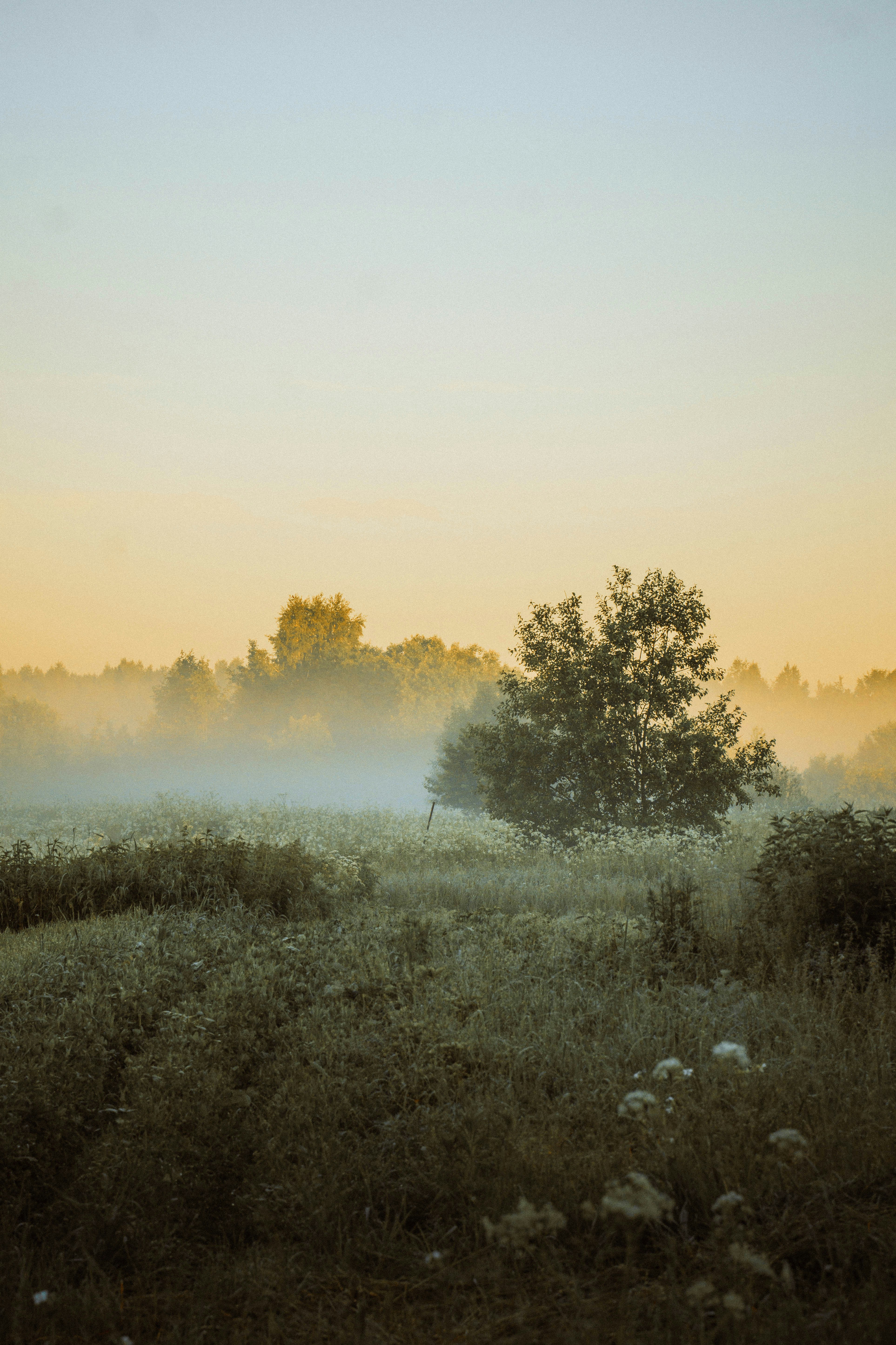 a foggy field with a lone tree in the distance