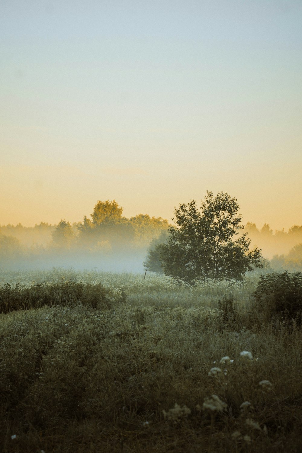 a foggy field with a lone tree in the distance