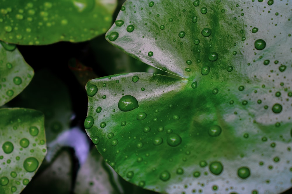 a close up of a green leaf with water drops