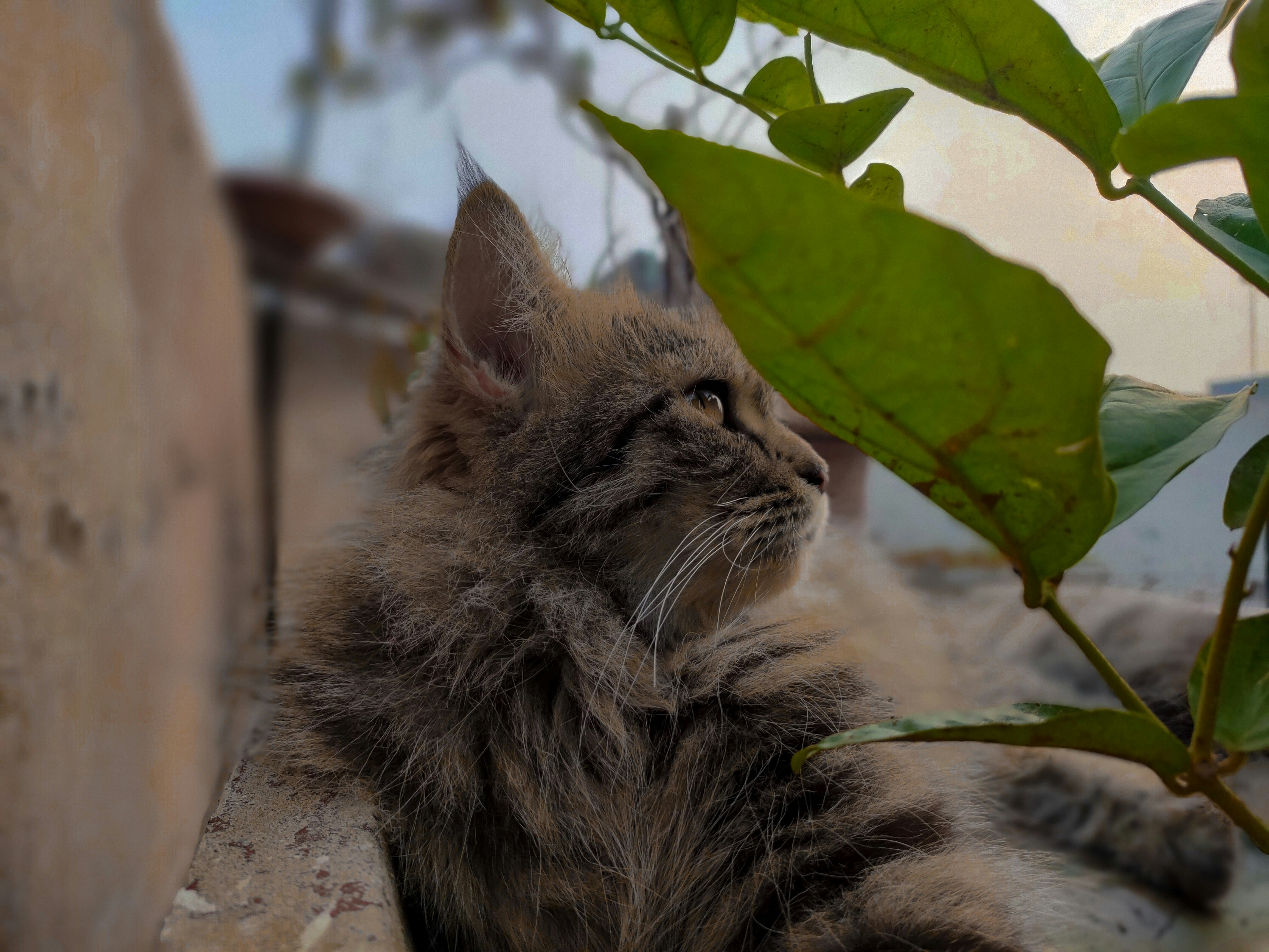 a cat that is laying down next to a plant