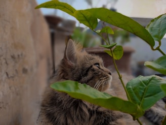 A fluffy cat with a bushy coat gazes thoughtfully to the side, partially obscured by vibrant green leaves. The background is softly blurred, emphasizing the cat's attentive expression and the smooth texture of its fur. Neutral-toned walls create a subtle, calming setting.