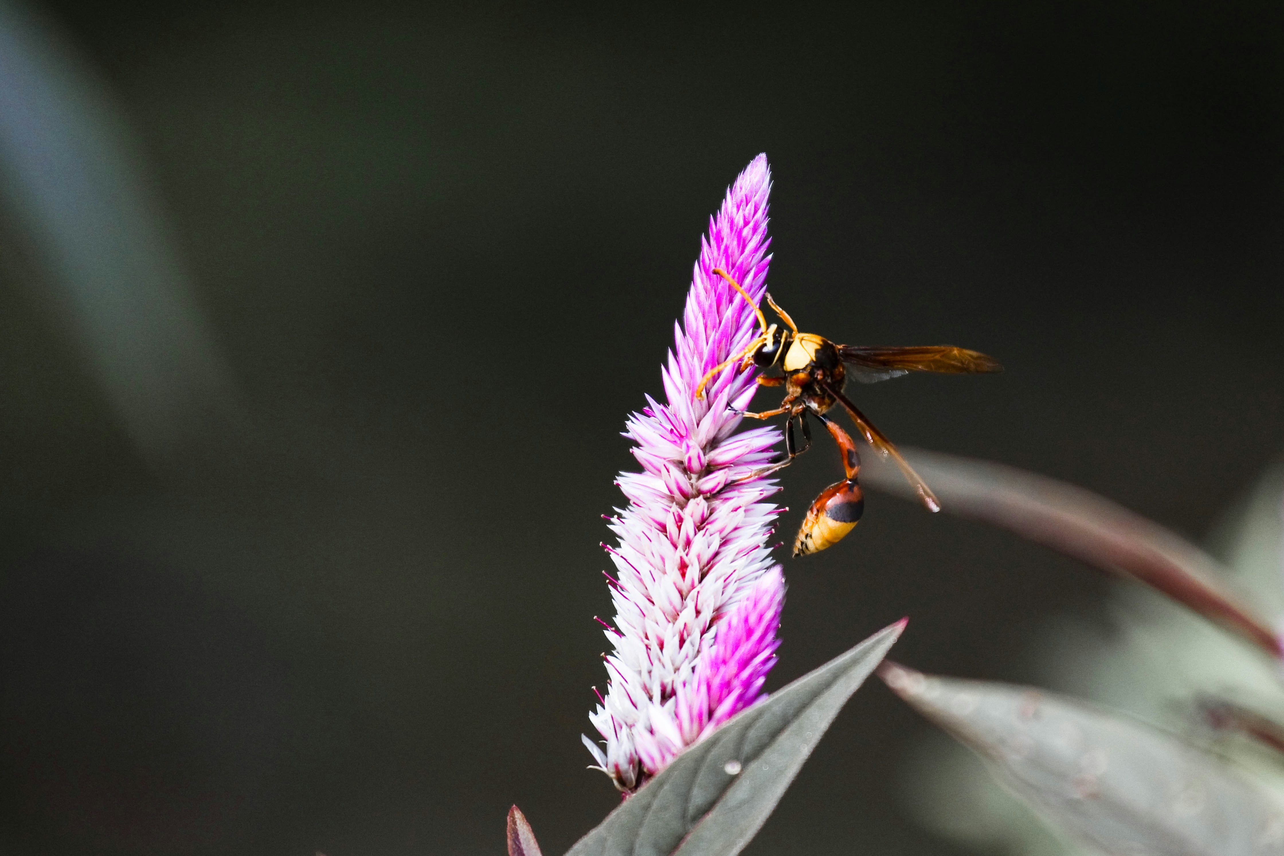 eine Biene, die auf einer lila Blume sitzt