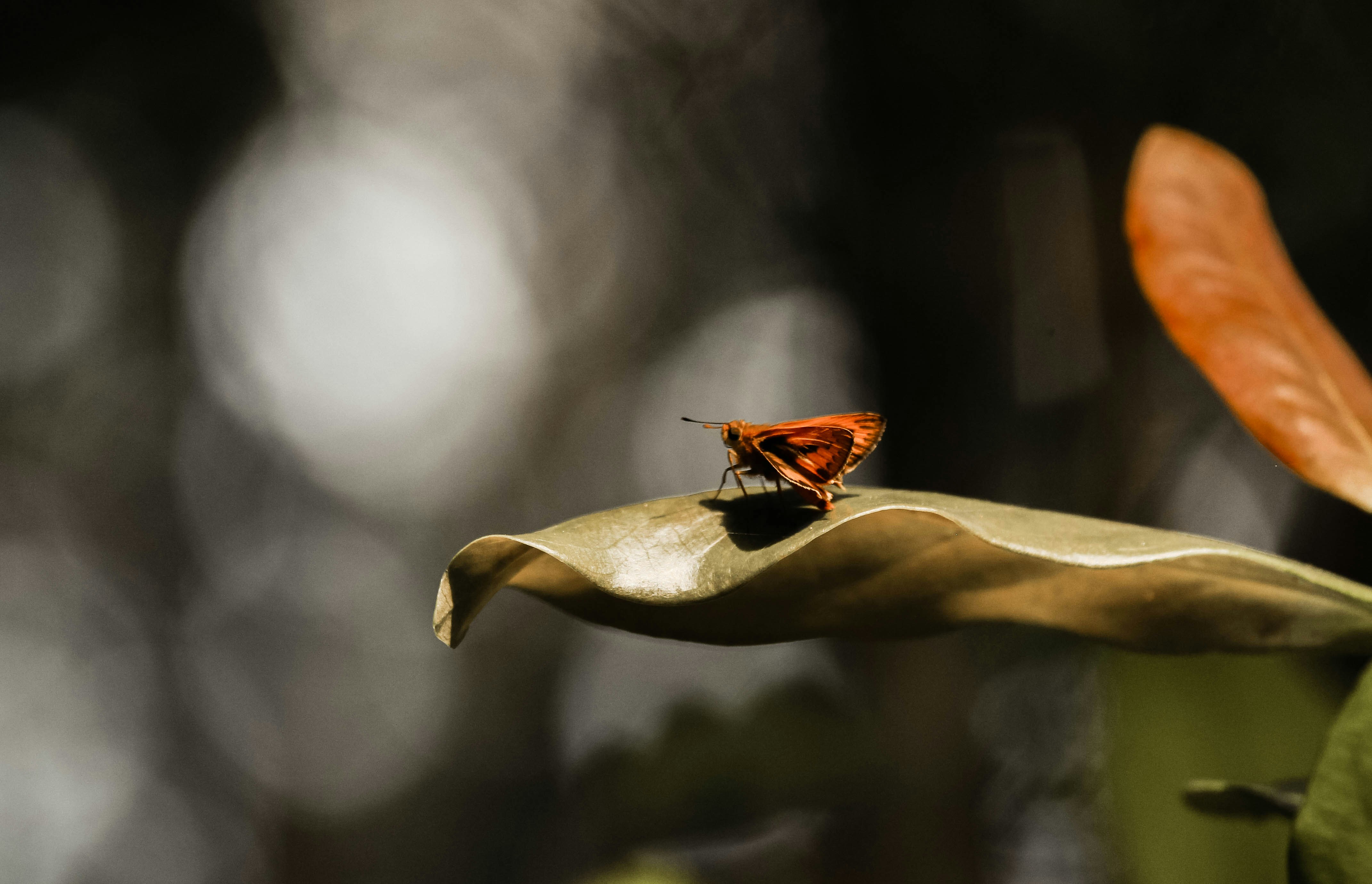 ein roter und schwarzer Schmetterling, der auf einem Blatt sitzt
