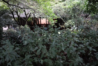 a picture of some trees and bushes in the woods