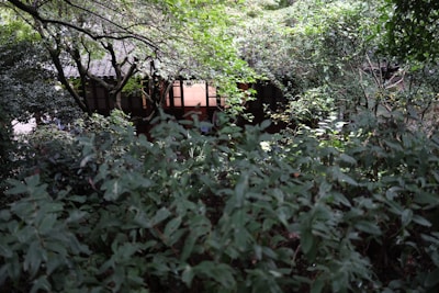 a picture of some trees and bushes in the woods