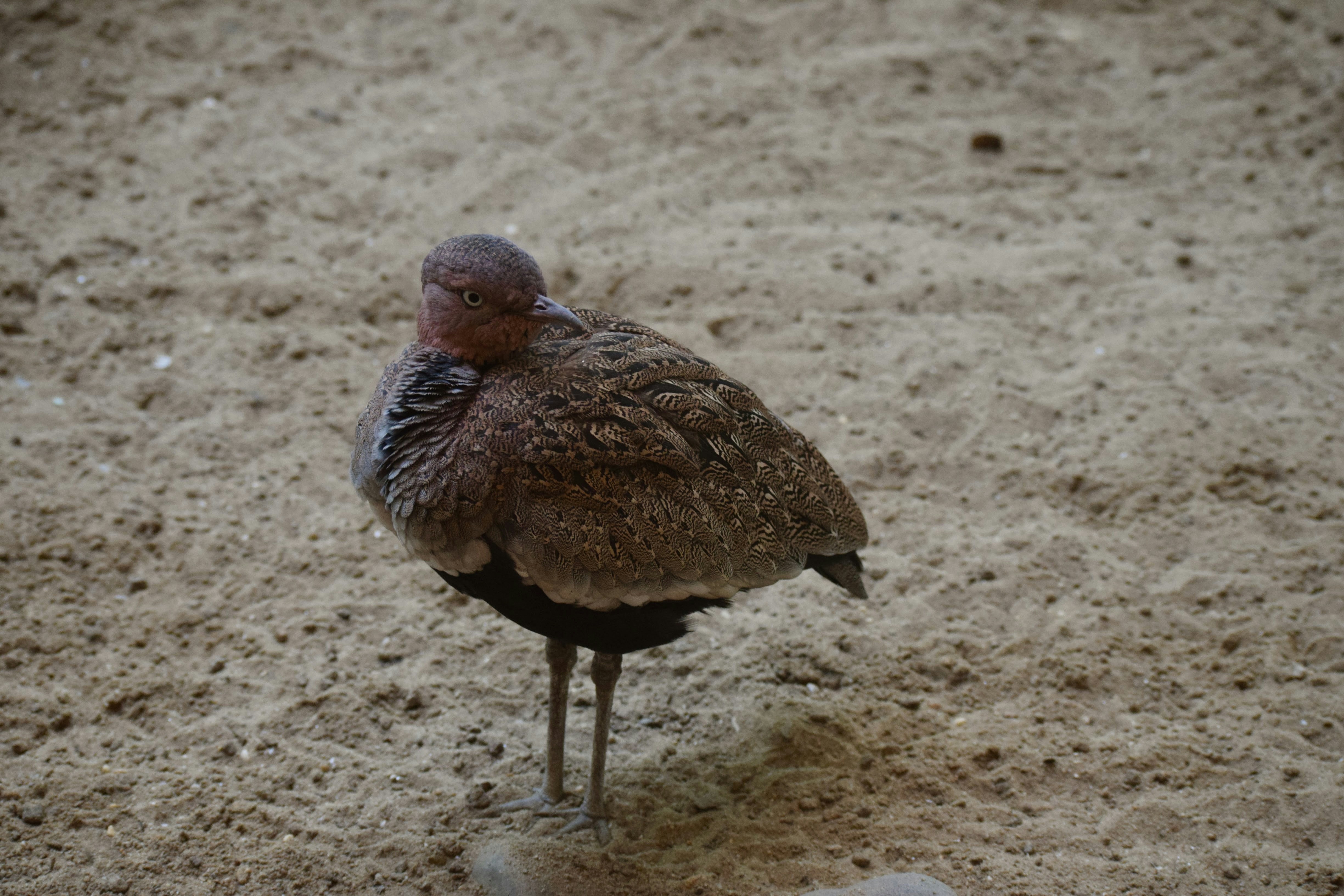 Shot from Philadelphia Zoo.
