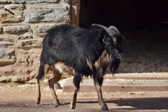 A large goat with long black and brown fur stands in front of a stone wall. Its curved horns are prominently visible, and sunlight casts shadows on the ground around it.