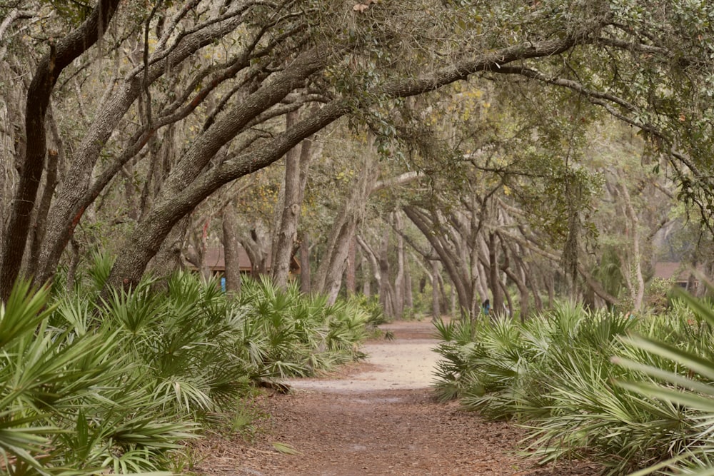 a dirt road surrounded by lots of trees