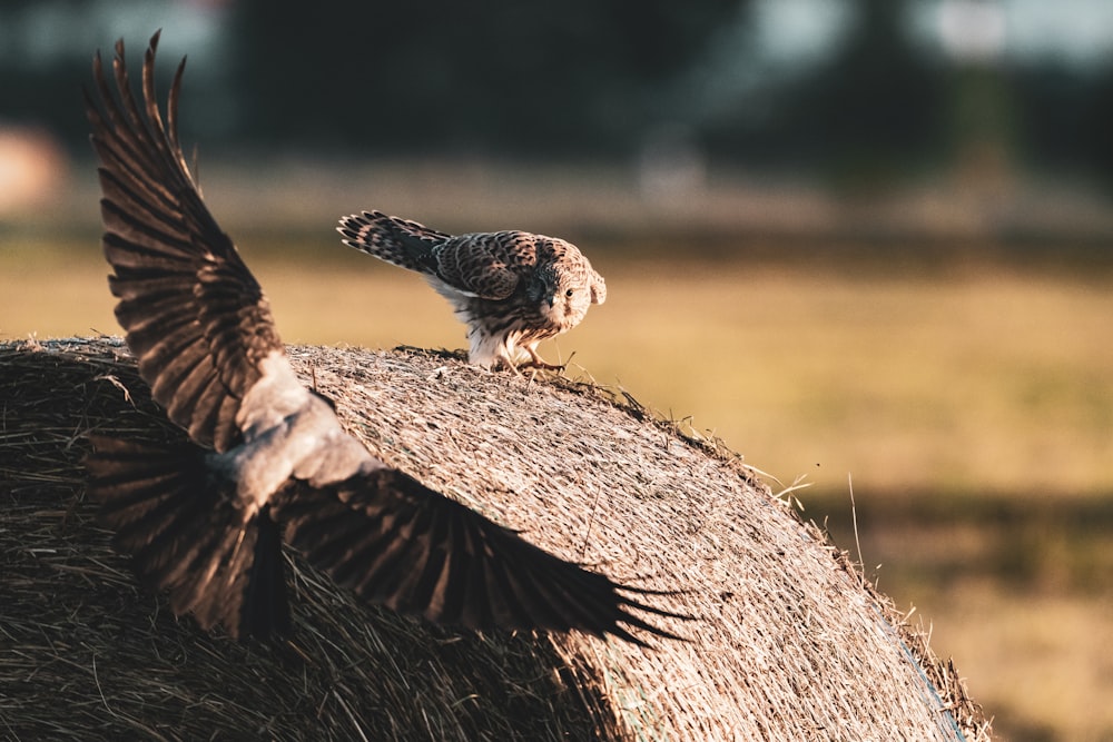 a bird is perched on top of a hay bale