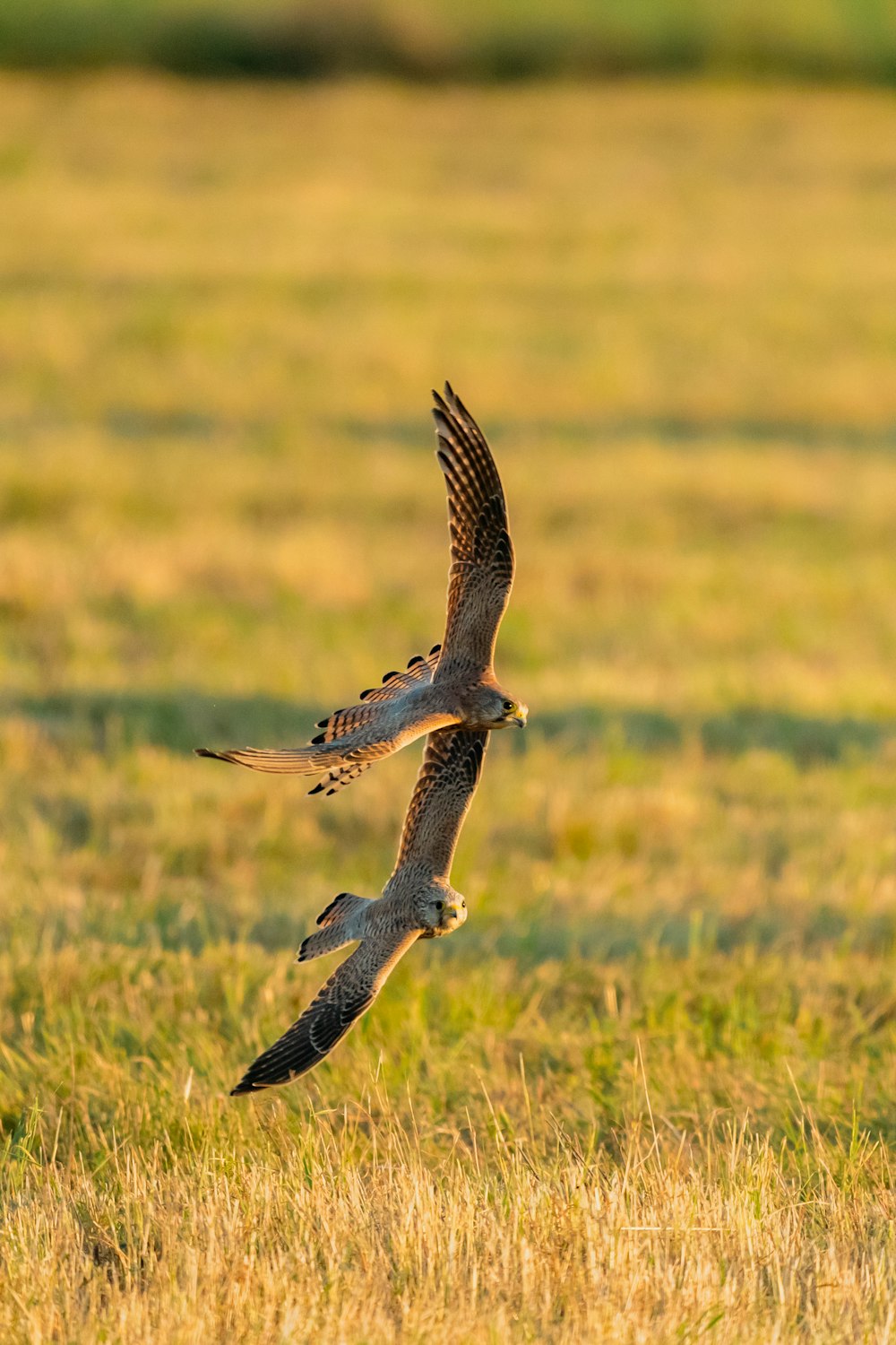 a couple of birds flying over a lush green field