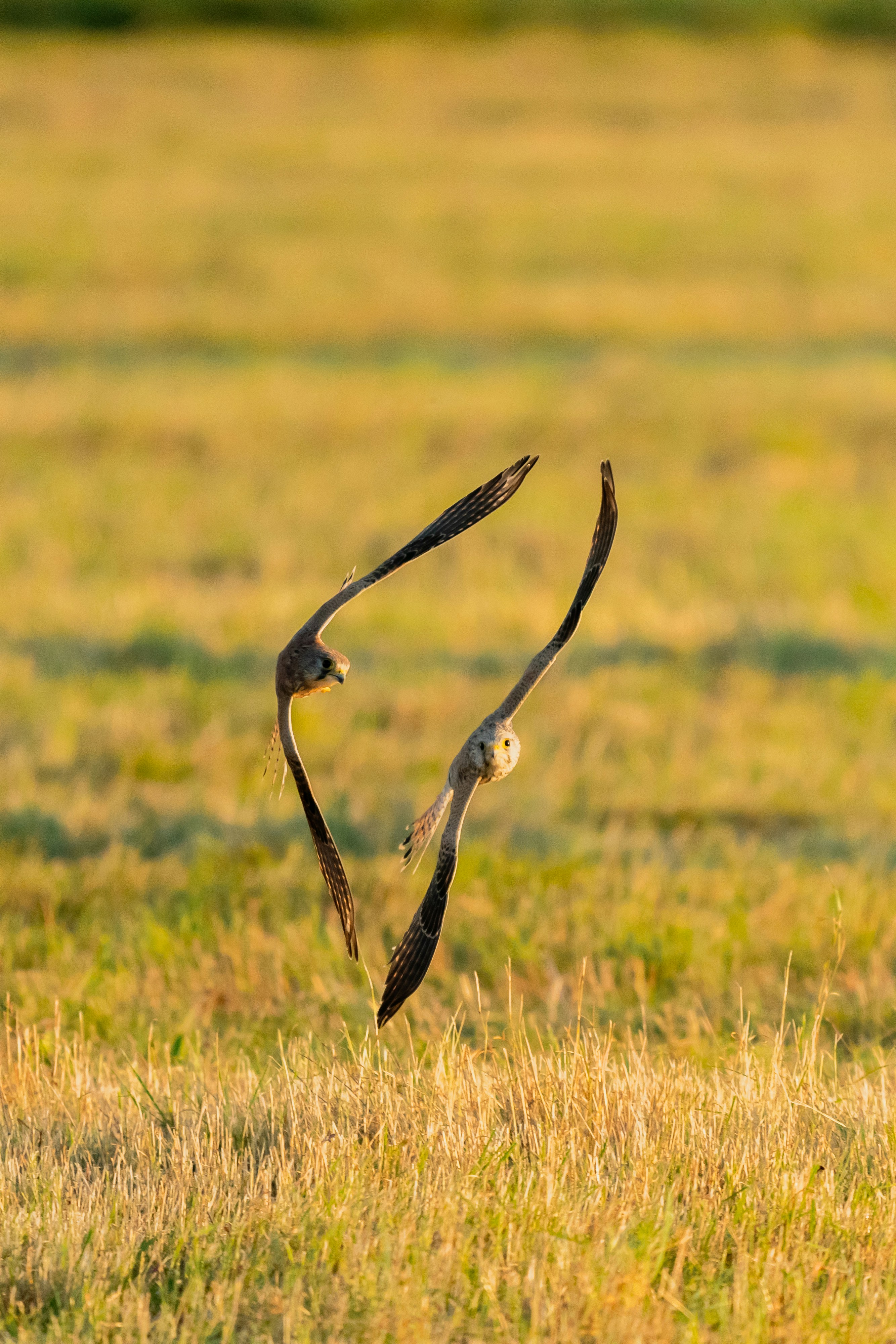 un couple d’oiseaux volant dans un champ