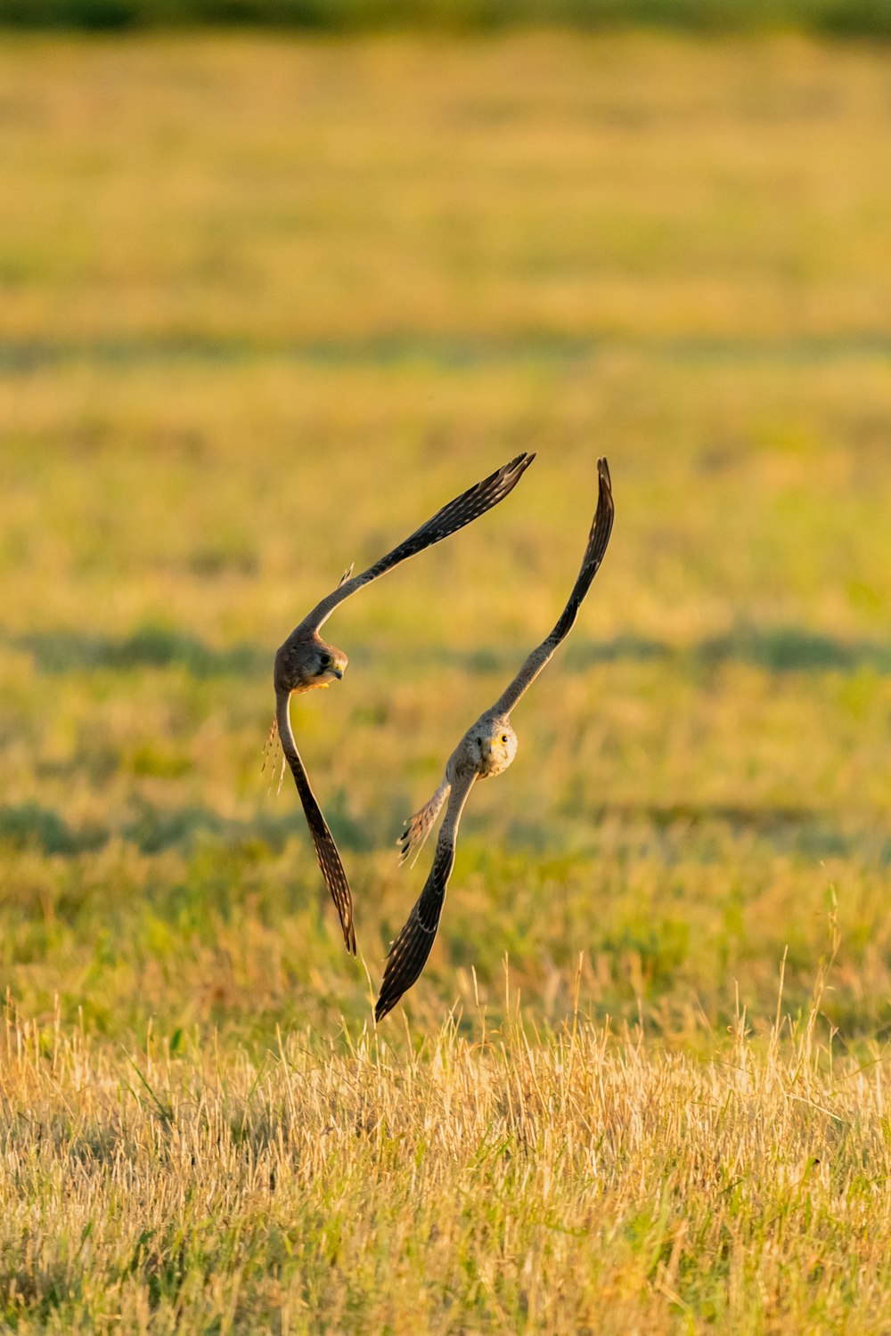 a couple of birds flying through a field