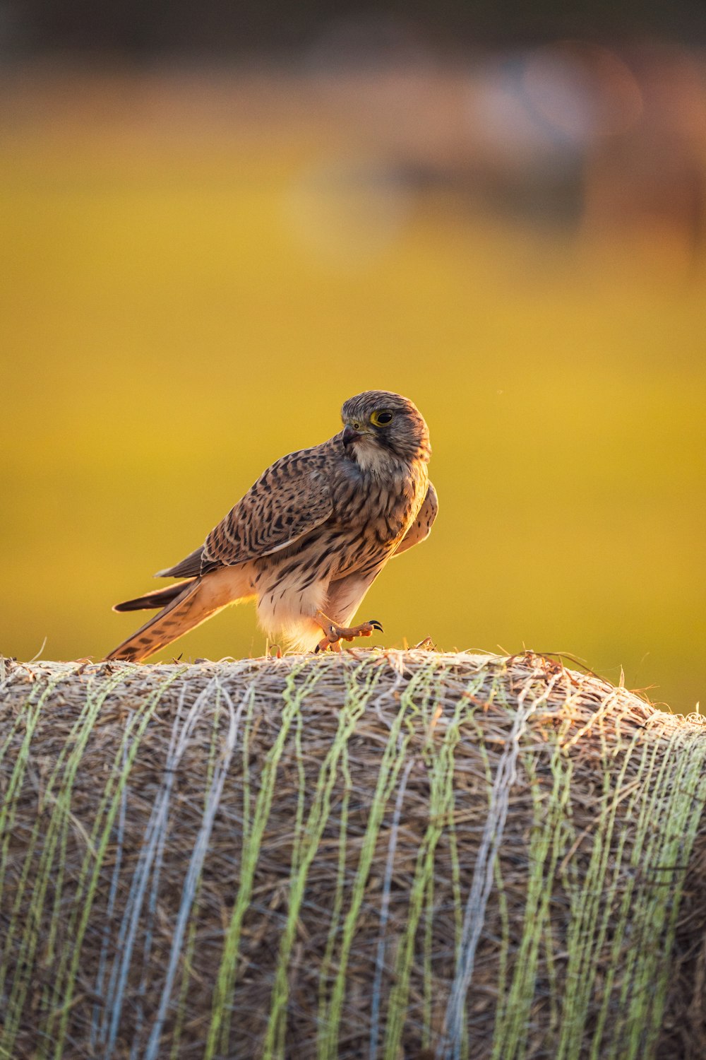 a small bird perched on top of a hay bale
