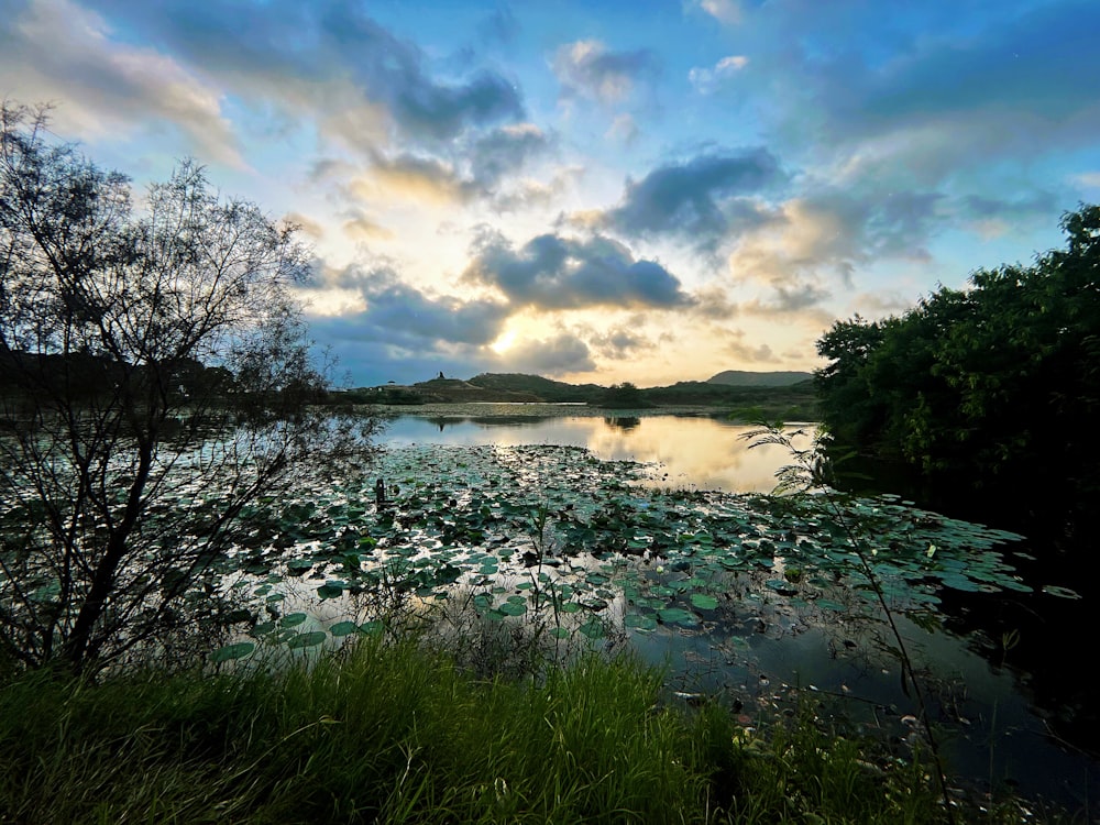 a body of water surrounded by a lush green forest