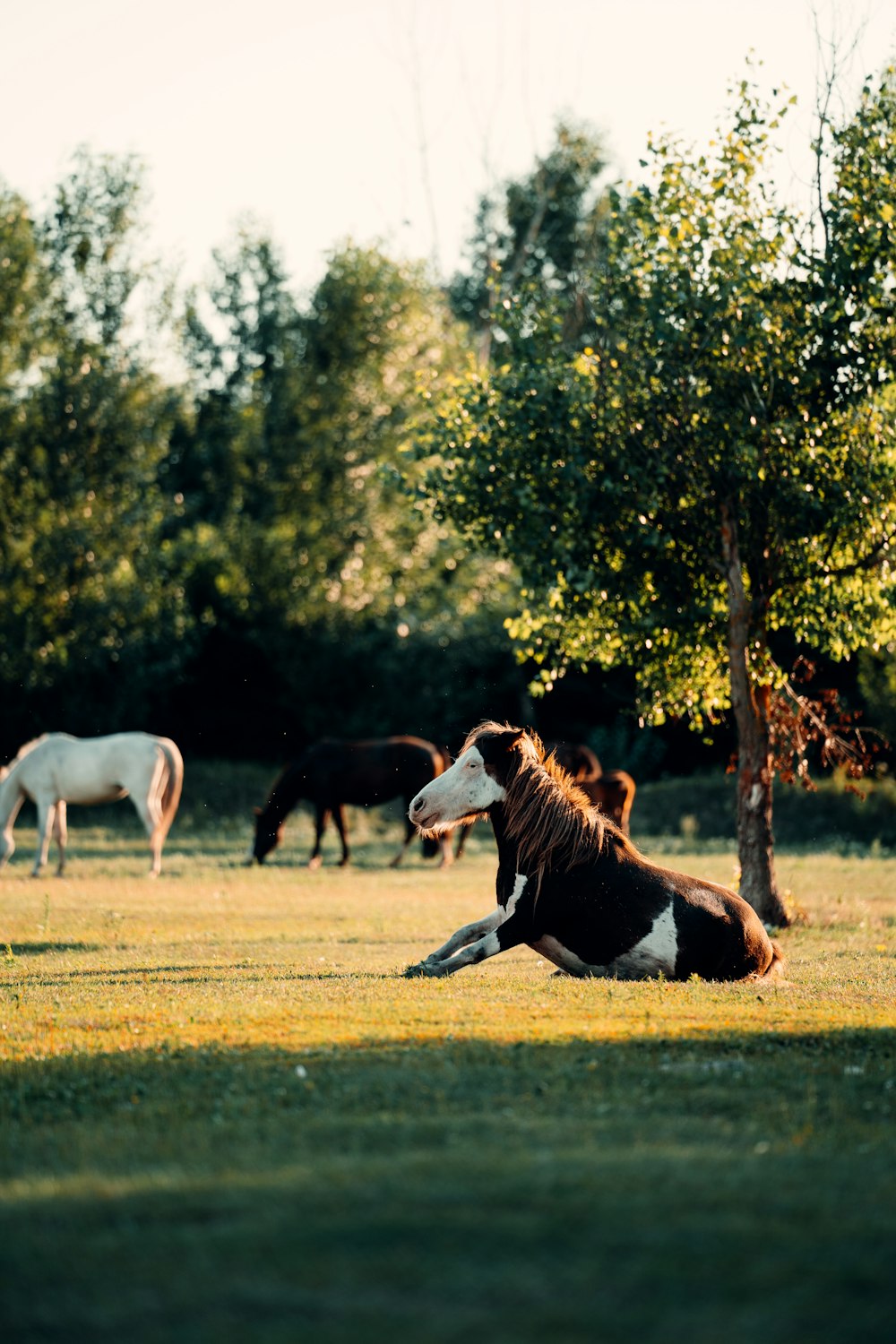 a brown and white horse laying on top of a lush green field