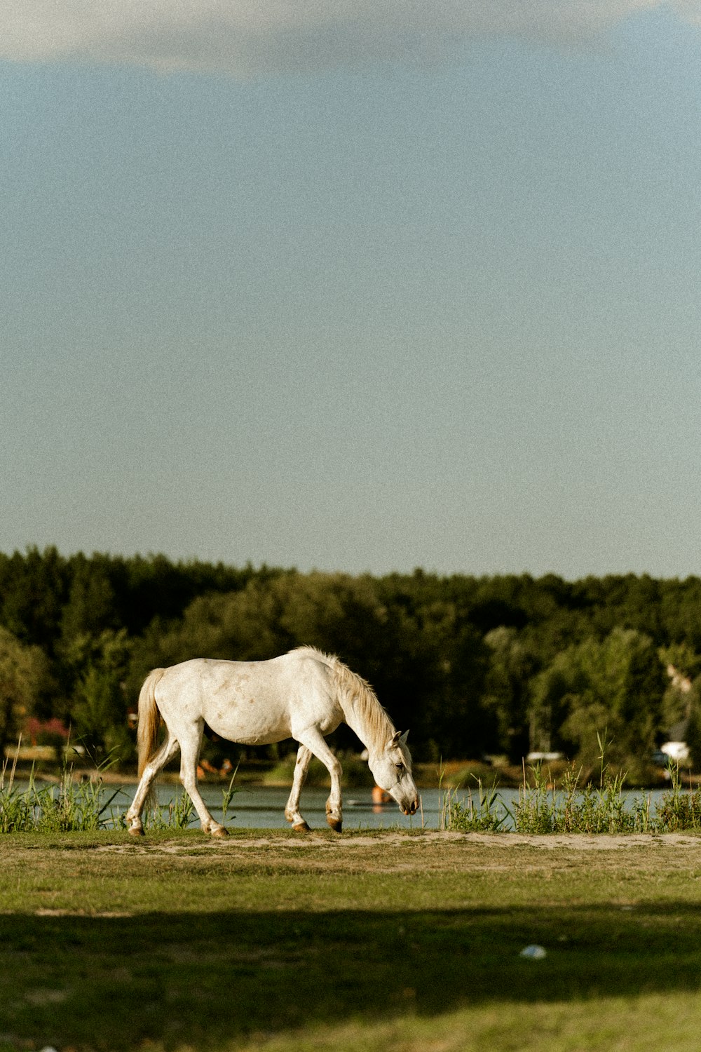 a white horse grazing in a field next to a lake