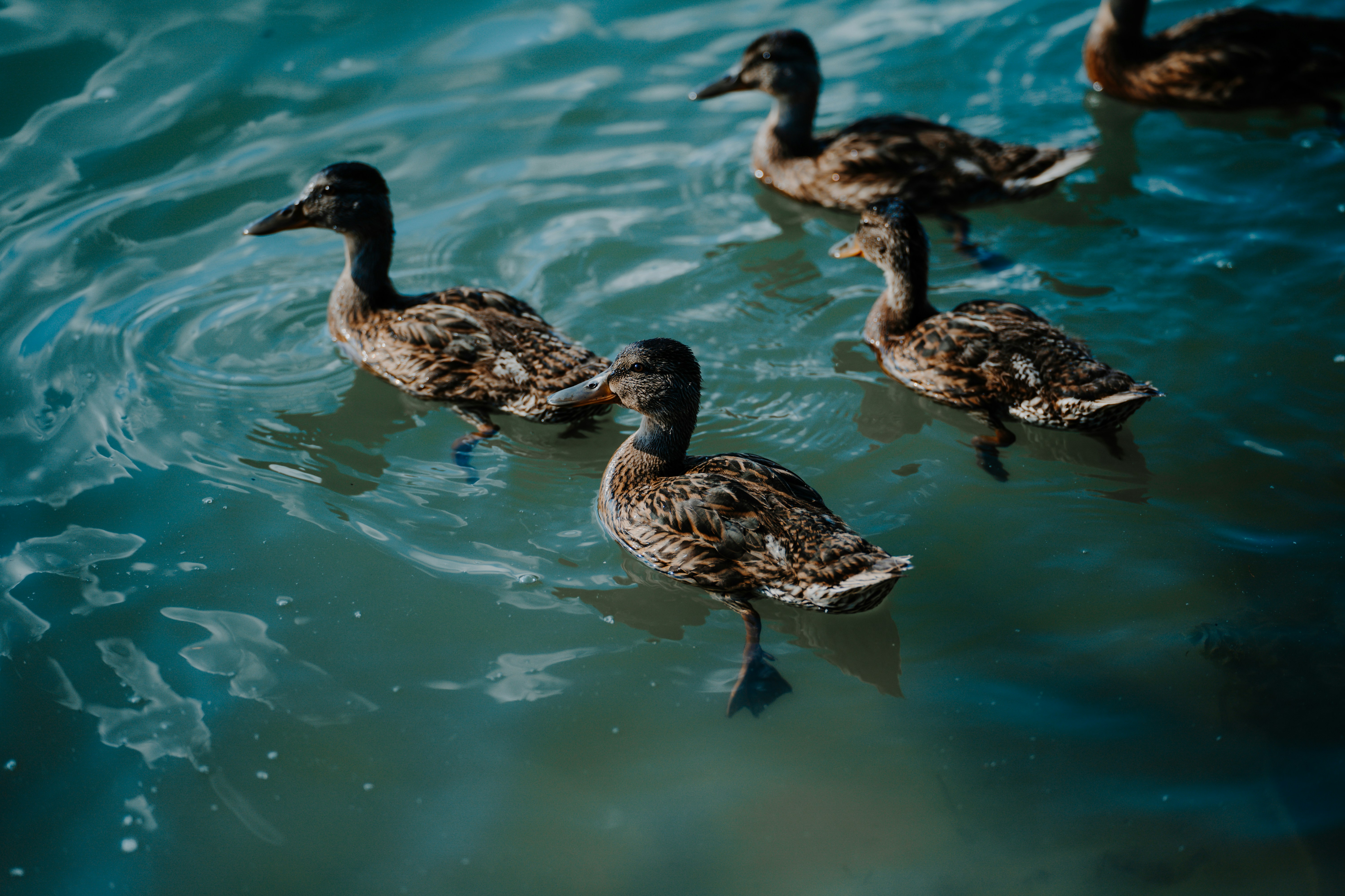 Photo by khodzinskyi