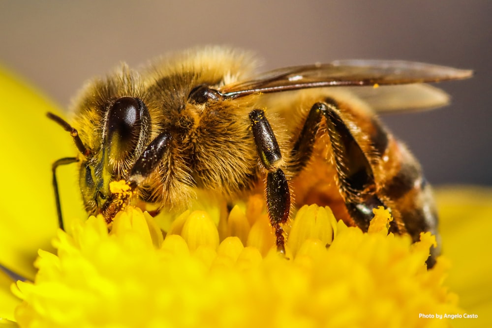 a bee sitting on top of a yellow flower