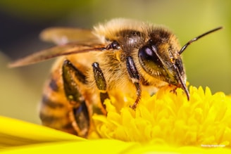 A close-up of a honeybee on a flower, collecting nectar.