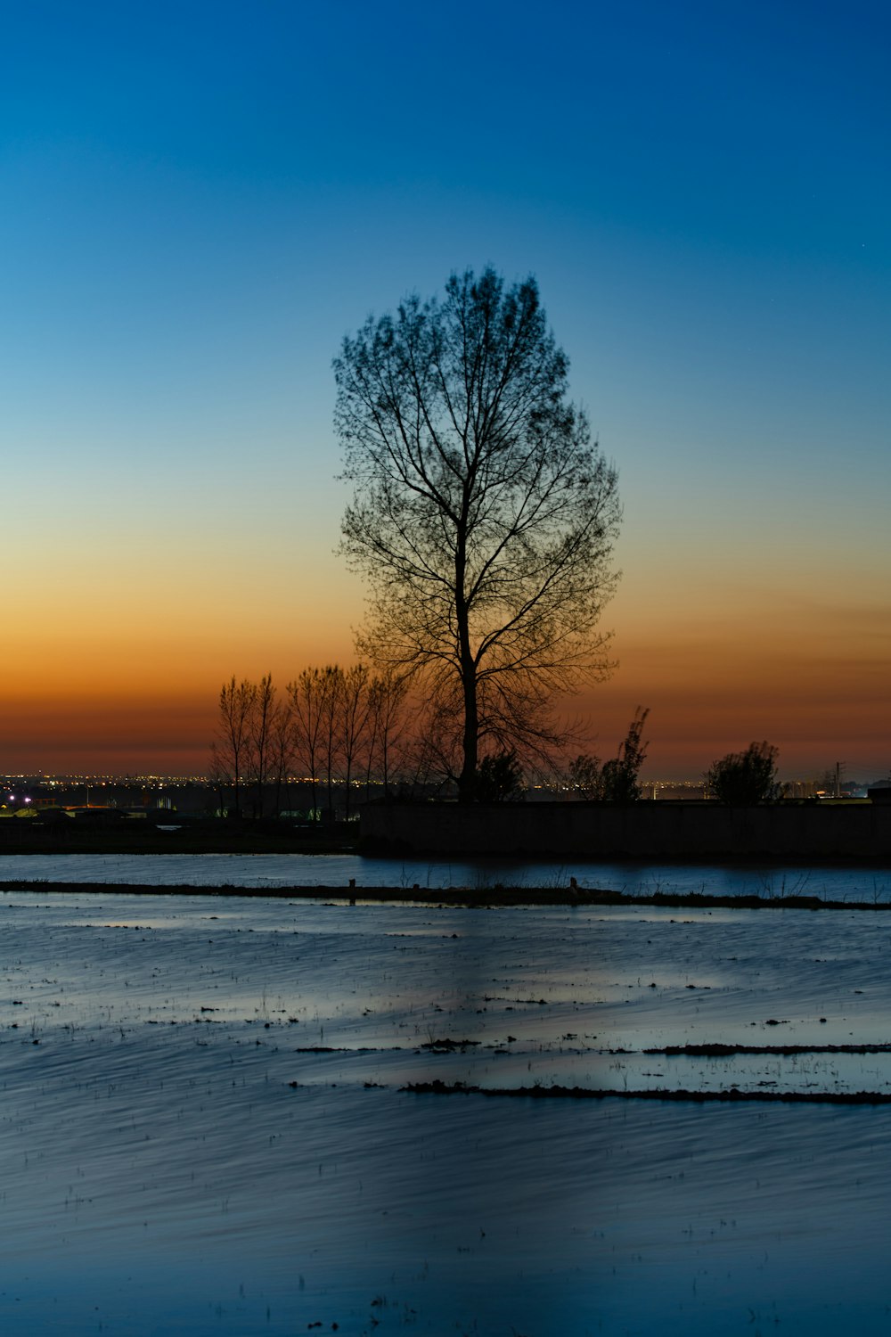 a lone tree is silhouetted against a sunset